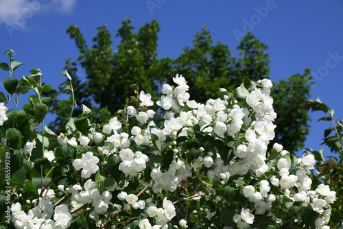 close-up of a sweet mock-orange  hydrangeaceae