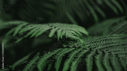 fern leaves