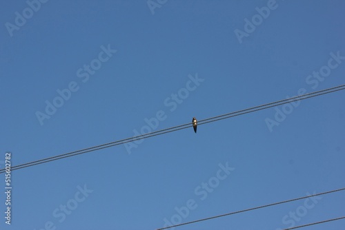 barn swallow on blue sky background