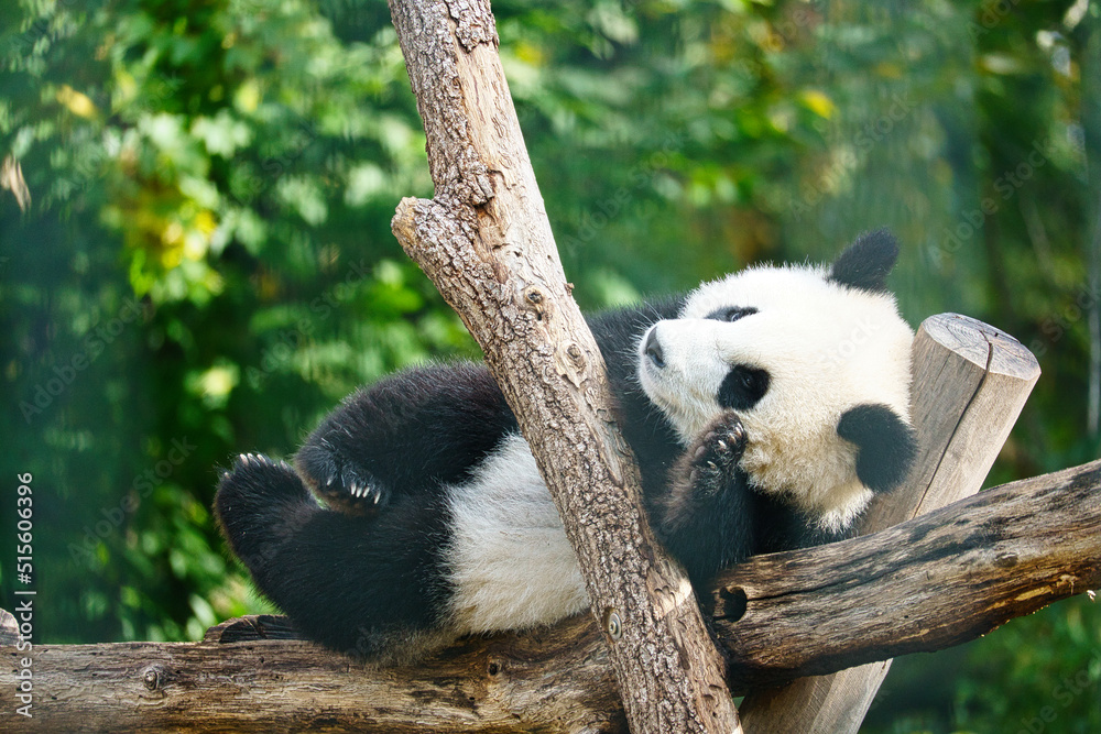 Obraz premium Giant panda lying on tree trunks in the high. Endangered mammal from China. Nature