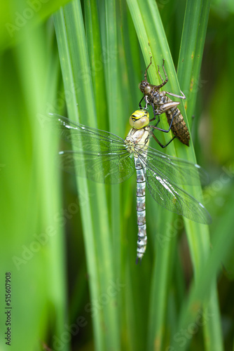 frisch geschlüpfte Blaugrüne Mosaikjungfer (Aeshna cyanea) mit der letzten Häutungshülle an einem Blatt einer Segge