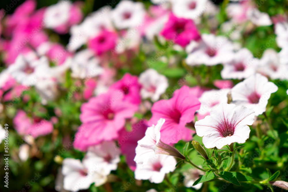 Beautiful cascade of purple and white Surfinia Vein or Ampelous Petunia flowers in bloom. Colorful floral background. Beautiful cascade of purple and white Surfinia Vein or Ampelous Petunia flowers in bloom. Colorful floral background.