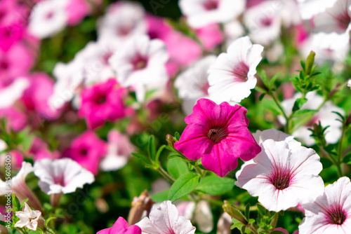 Beautiful bloom of purple and white surfinia or ampelous petunia flowers. Colorful floral background.