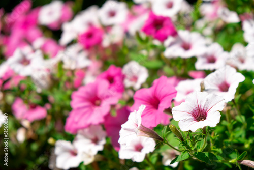 Beautiful cascade of purple and white Surfinia Vein or Ampelous Petunia flowers in bloom. Colorful floral background.