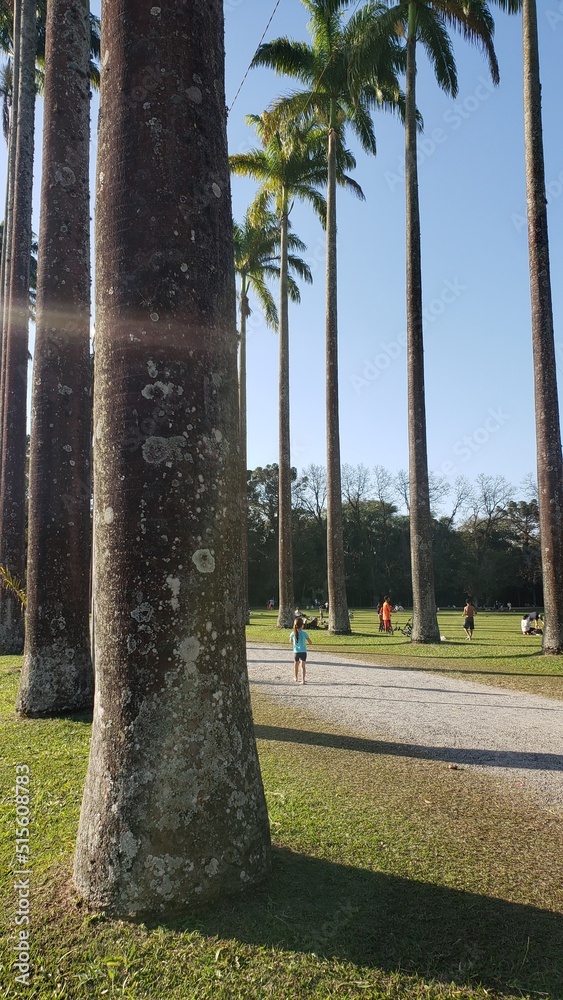 Many Palm Trees in Brazil