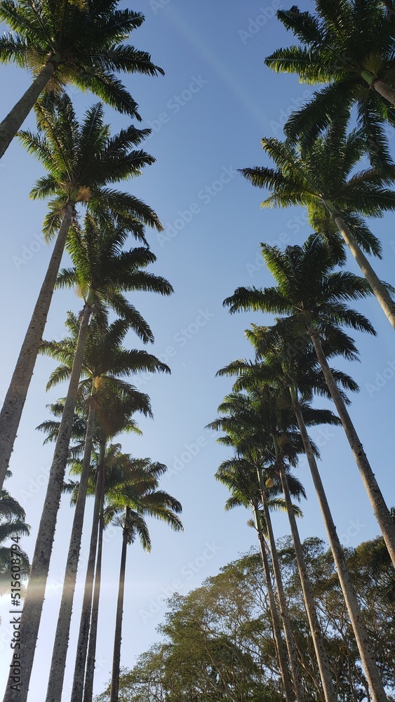Many Palm Trees in Brazil