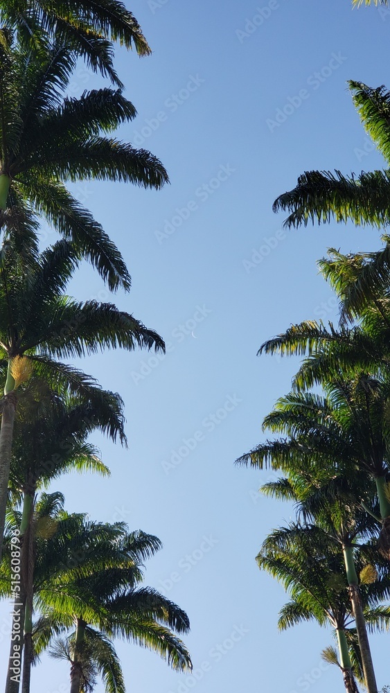 Many Palm Trees in Brazil