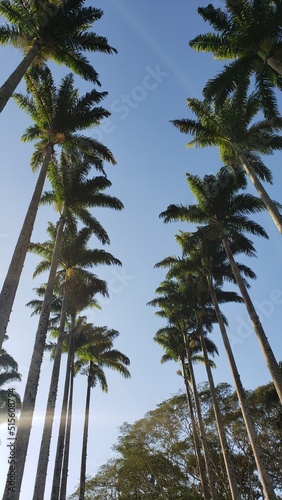 Obraz na płótnie Many Palm Trees in Brazil w salonie