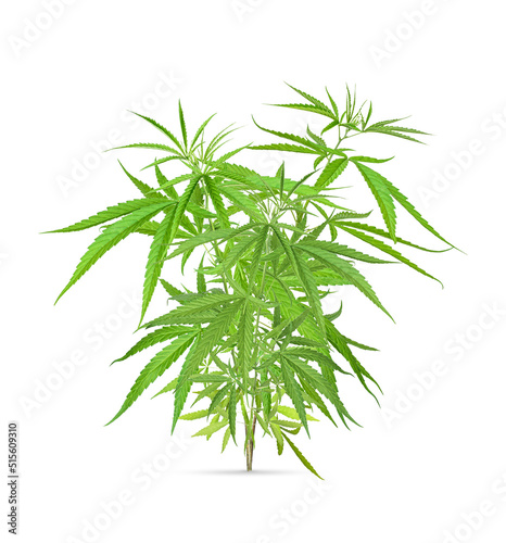 Marijuana trees for medical use are used separately isolated on white background