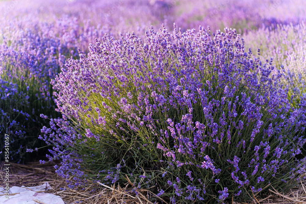 Obraz premium Lavender field. Purple flowers on the field. Provence