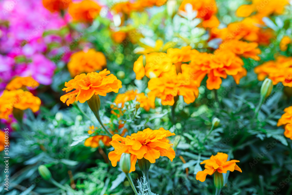 Flower bed in the garden, flower shop, marigolds, african marigold varieties close up Flower bed in the garden, flower shop, marigolds, african marigold varieties close up