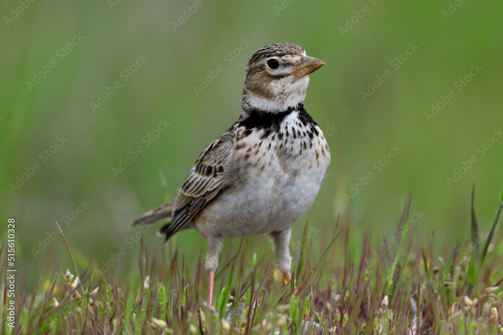 Calandra Lark // Kalanderlerche (Melanocorypha calandra) - Greece // Griechenland Calandra Lark // Kalanderlerche (Melanocorypha calandra) - Greece // Griechenland