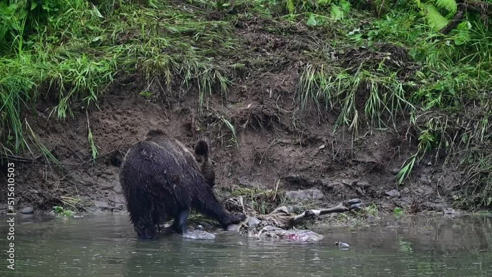 A Brown Bear (Ursus arctos) eating a hunted Red Deer (Cervus elaphus). Bieszczady, Carpathians, Poland. A Brown Bear (Ursus arctos) eating a hunted Red Deer (Cervus elaphus). Bieszczady, Carpathians, Poland.