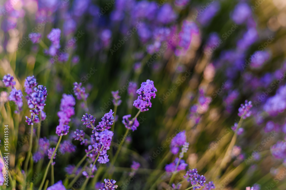 Obraz premium Lavender field. Purple flowers on the field. Provence