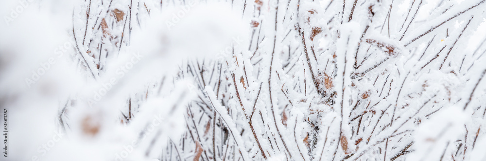Snow and rime ice on the branches of bushes. Beautiful winter background with twigs covered with hoarfrost. Plants in the park are covered with hoar frost. Cold snowy weather. Cool frosting texture. Snow and rime ice on the branches of bushes. Beautiful winter background with twigs covered with hoarfrost. Plants in the park are covered with hoar frost. Cold snowy weather. Cool frosting texture.