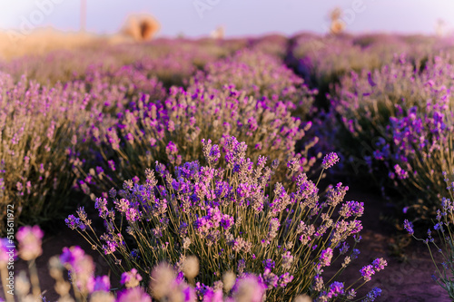 Lavender field. Purple flowers on the field. Provence