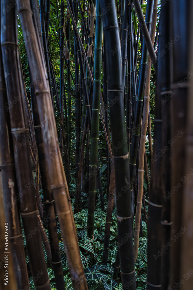 Dark bamboo forest with green foliage as ground cover Dark bamboo forest with green foliage as ground cover