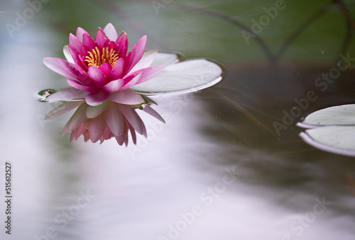 A Pink Water lily flower, in a natural swimming pool
