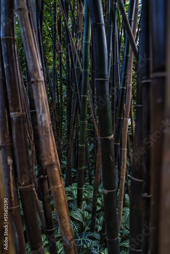 Dark bamboo forest with green foliage as ground cover