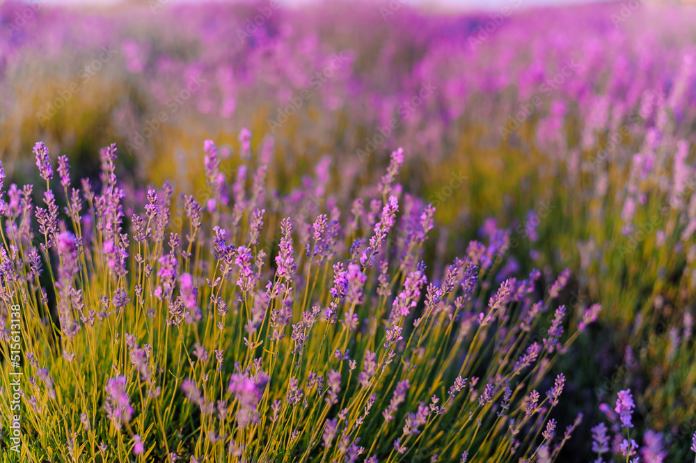 Lavender field. Purple flowers on the field. Provence