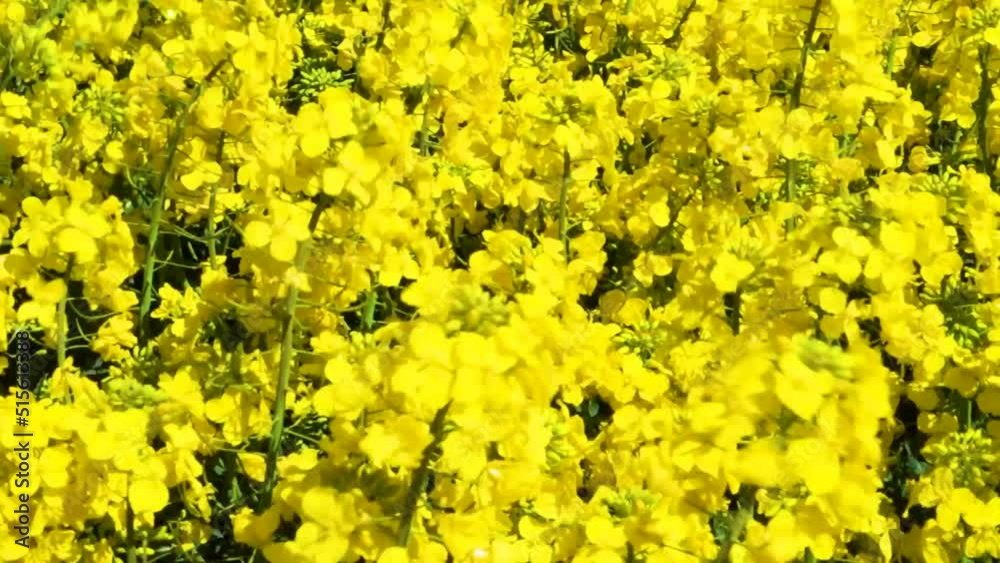 Rapeseed field. The wind shakes the canola. Yellow rapeseed flowers sway in the wind. Rapeseed field. The wind shakes the canola. Yellow rapeseed flowers sway in the wind.