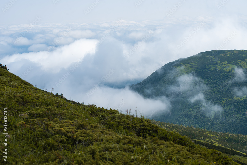 Mountain hiking. Beautiful mountain views. Coniferous forests and alpine meadows