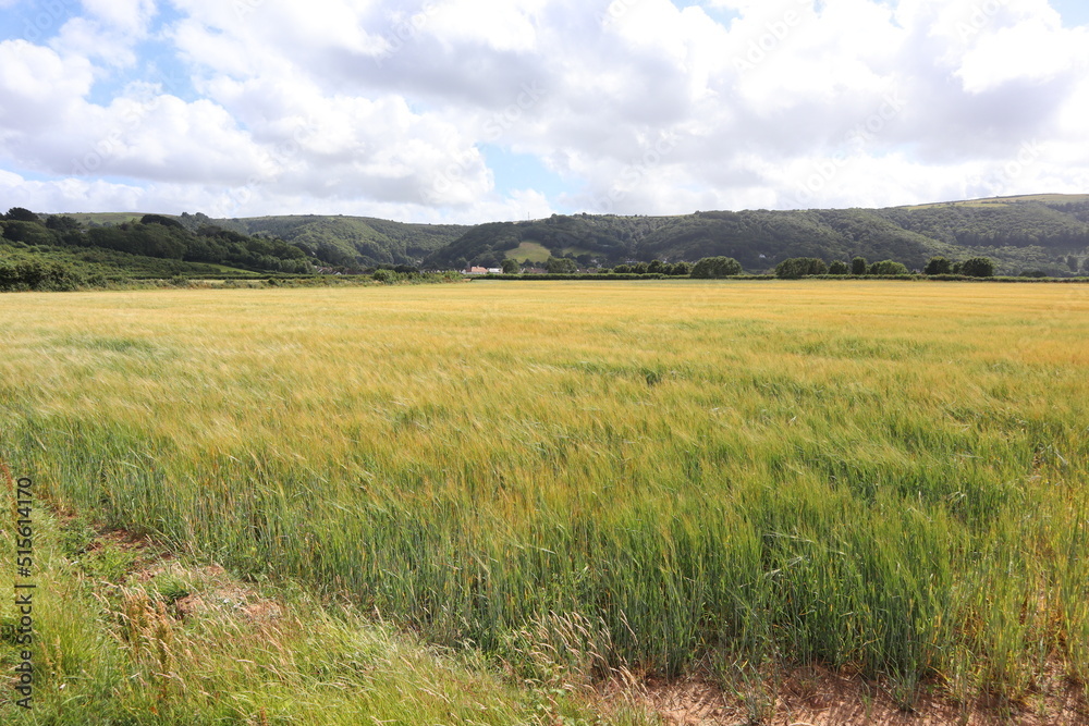 Obraz premium A field of crops waves gently in the wind on Porlock salt marshes near Bossington in Somerset, England