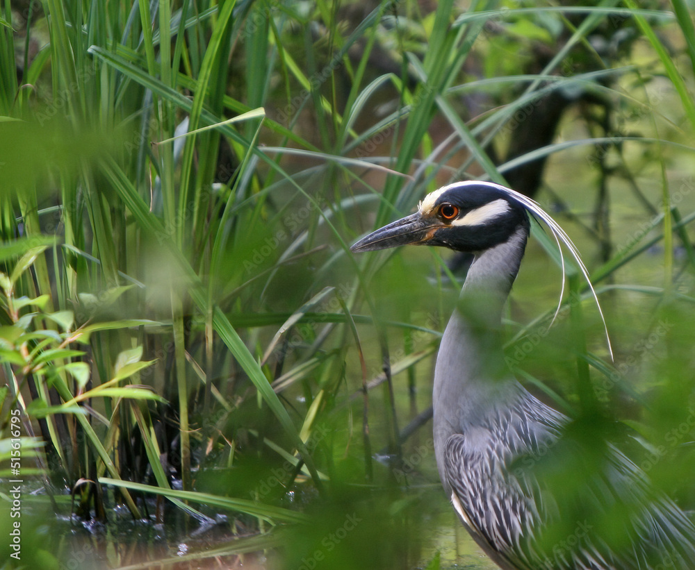 Obraz premium Yellow Crowned Night Heron