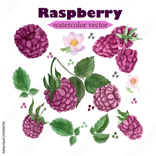 Vector isolated watercolor set of pink raspberry, leaves, flowers