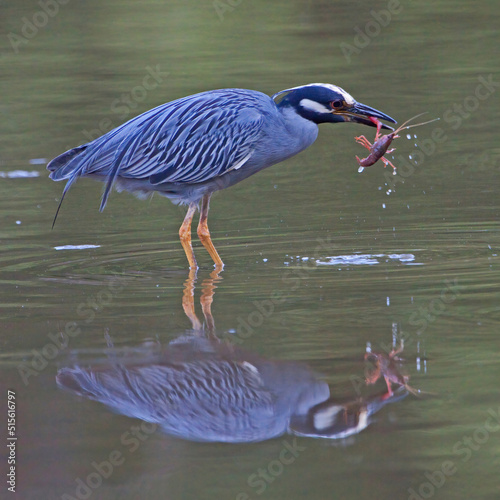 Yellow Crowned Night Heron with Crayfish photo