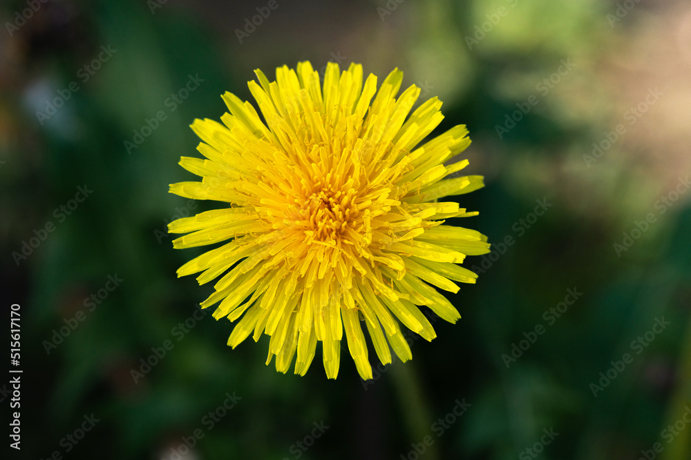 Beautiful blooming dandelion on a dark background. Beautiful blooming dandelion on a dark background.