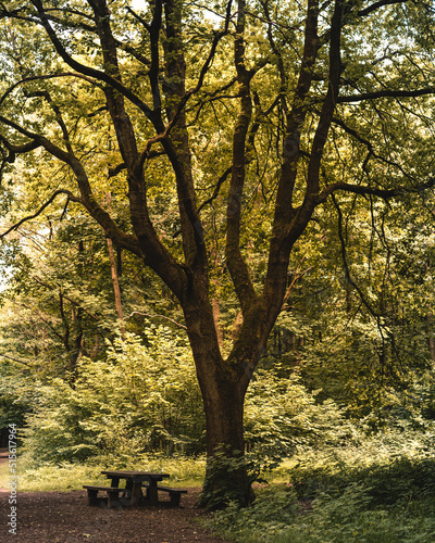 autumn in the park in the golden sun