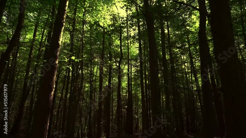 Eeerie dusk woodland shot through a thick forest photo