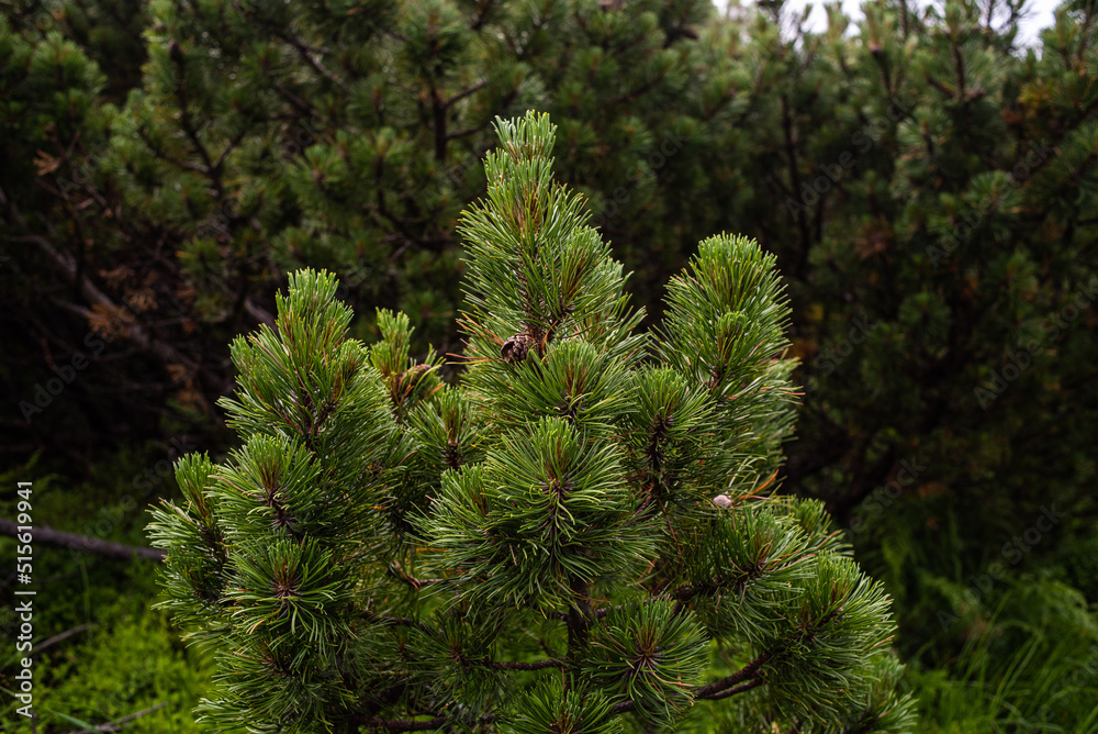 Coniferous forests in the mountains. Branches on trees Coniferous forests in the mountains. Branches on trees