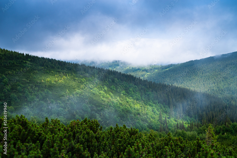 Mountain hiking. Beautiful mountain views. Coniferous forests and alpine meadows