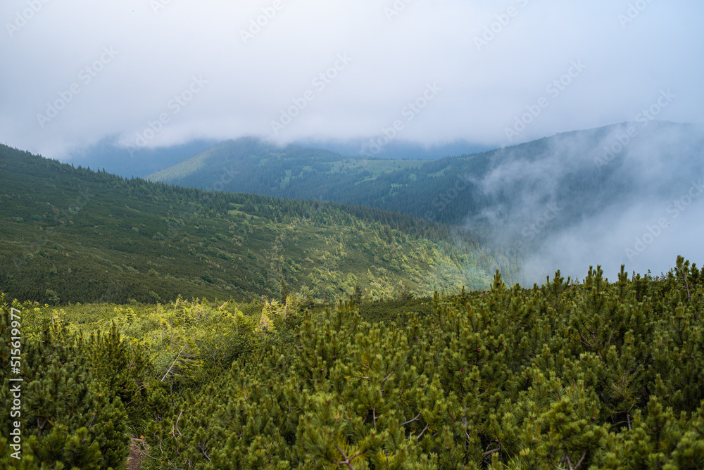 Fototapeta premium Mountain hiking. Beautiful mountain views. Coniferous forests and alpine meadows