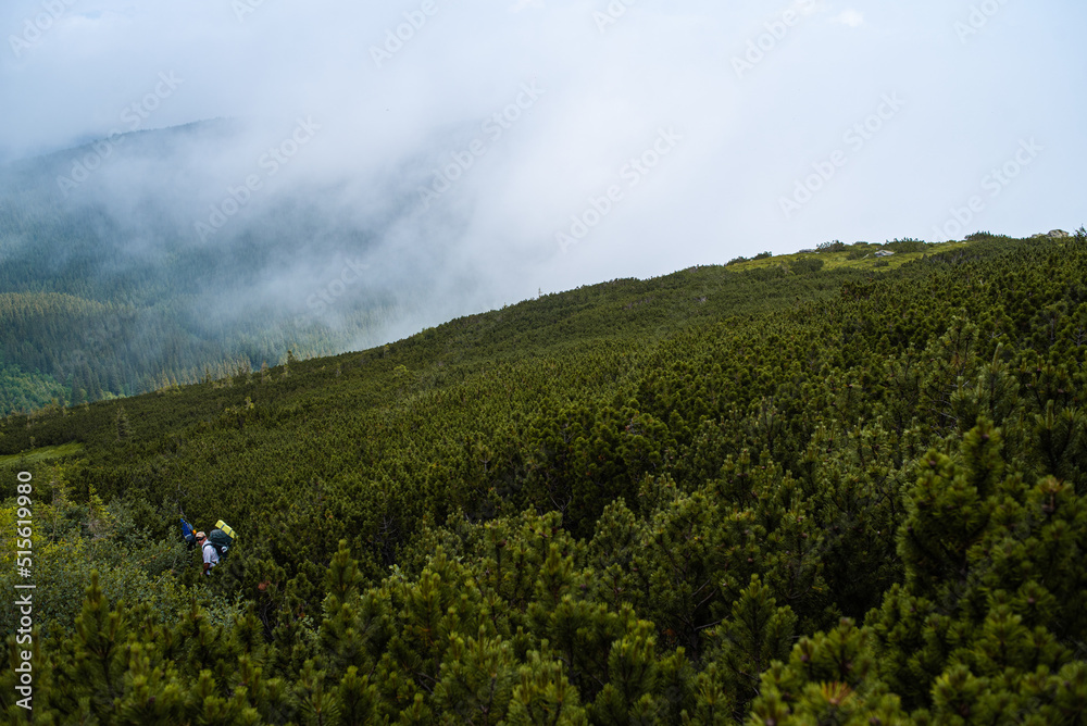 Obraz premium Mountain hiking. Beautiful mountain views. Coniferous forests and alpine meadows