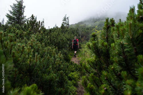 Coniferous forests in the mountains. Branches on trees