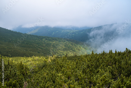 Mountain hiking. Beautiful mountain views. Coniferous forests and alpine meadows