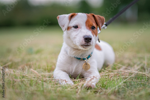 Young beautiful Jack Russell Terrier on a walk in the park.