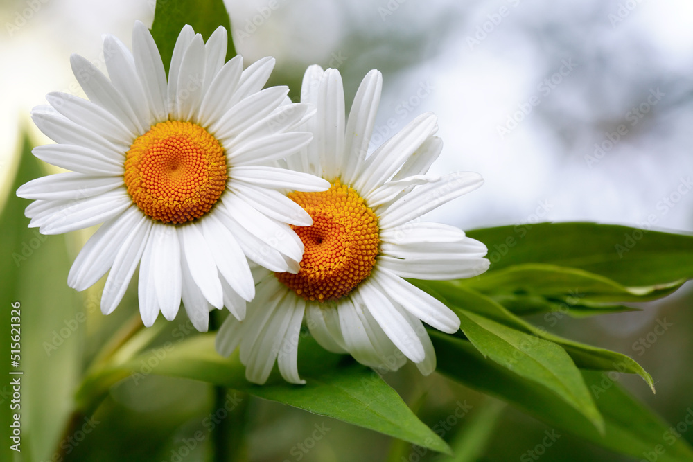 Fototapeta premium Field Chamomile Macro