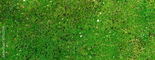 Mossy Texture. Surface with Green Moss. Wide Seamless photo. Wallpaper Background for Desing. Web Banner