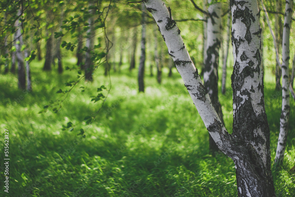 birch landscape banner with blurred background birch landscape banner with blurred background