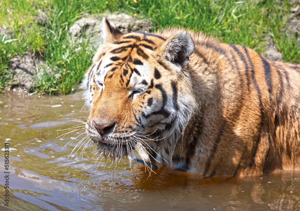 Amour tiger in the water, cooling down or playing Amour tiger in the water, cooling down or playing