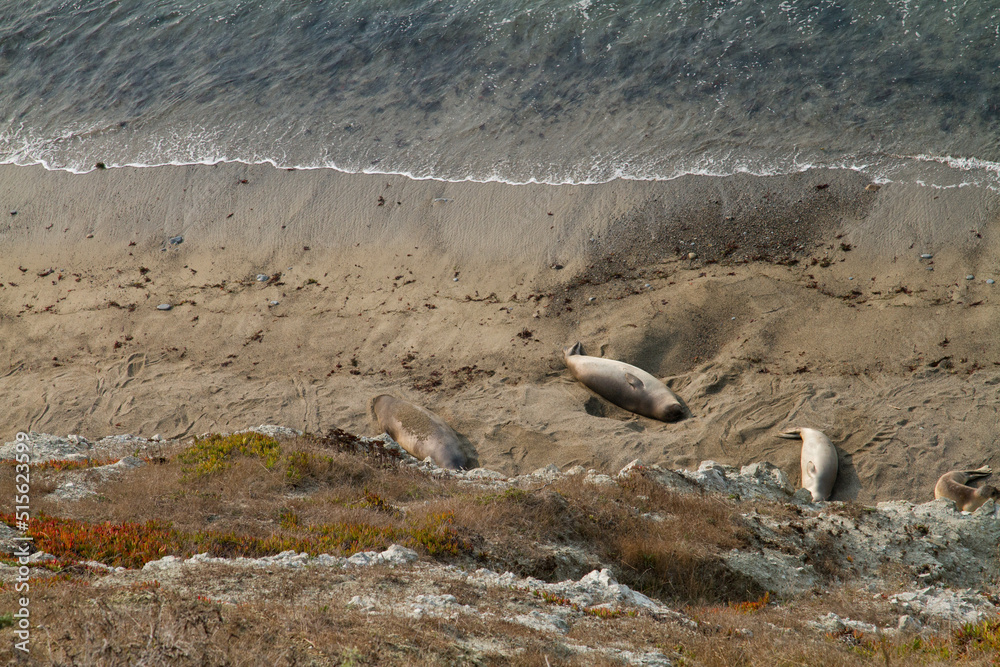 Fototapeta premium Point Reyes elephant seals