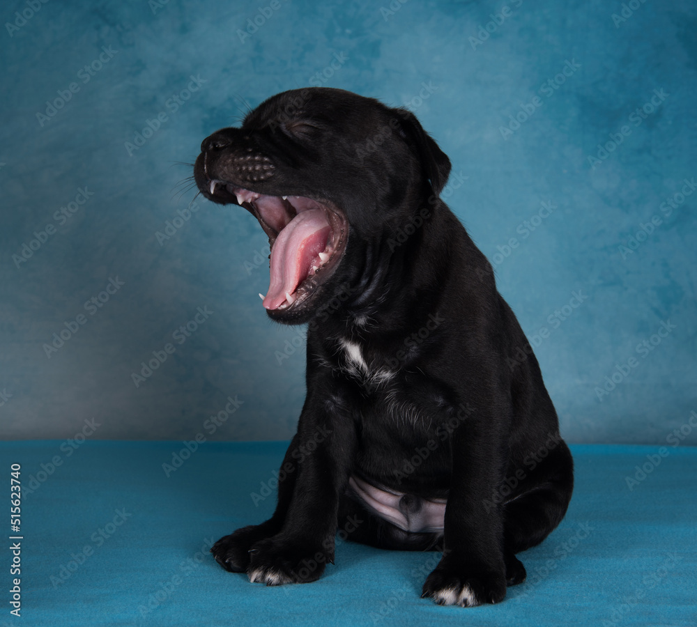 Obraz premium The puppy is yawning. Black male American Staffordshire Terrier dog or AmStaff puppy on blue background