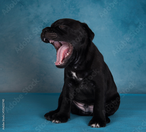 Fototapeta Naklejka Na Ścianę i Meble -  The puppy is yawning. Black male American Staffordshire Terrier dog or AmStaff puppy on blue background