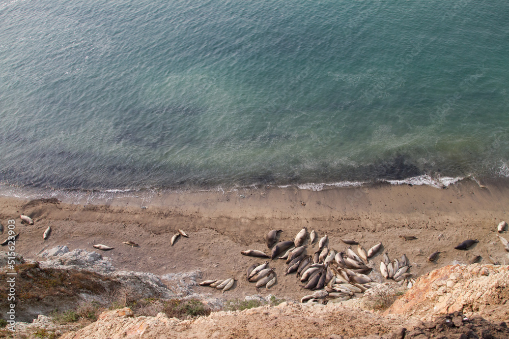 Obraz premium Point Reyes elephant seals
