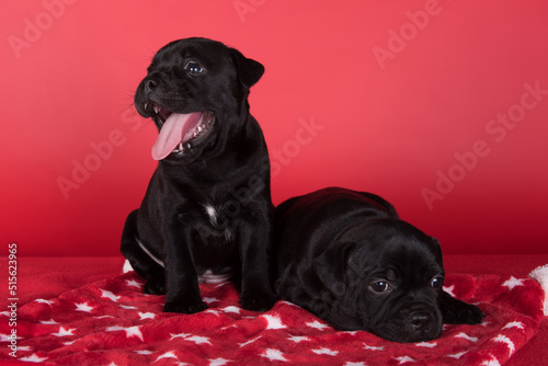 Black female American Staffordshire Terrier dogs or AmStaff puppies on red background