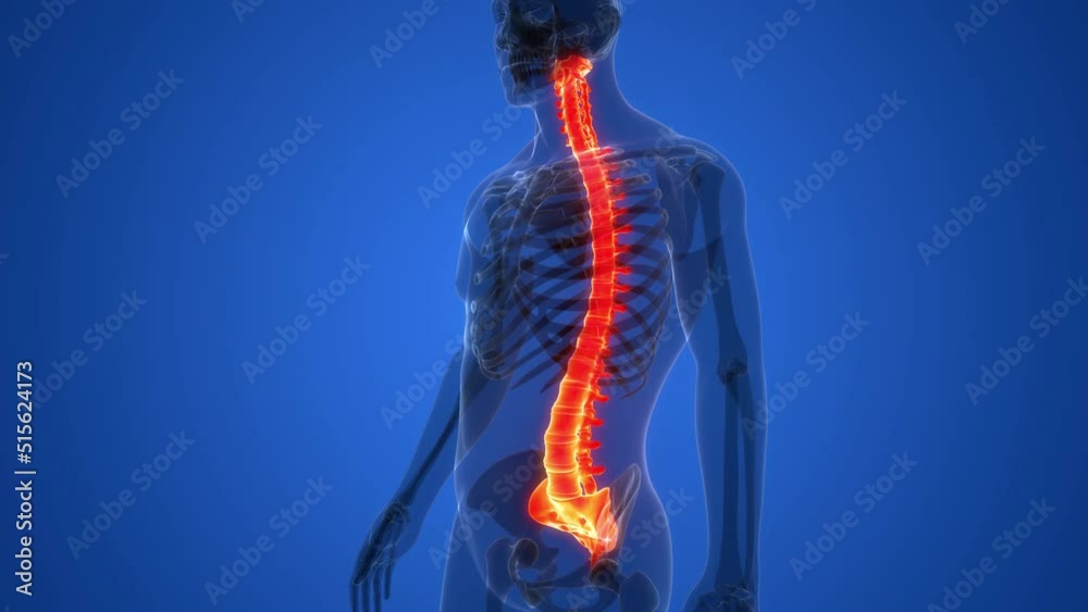 Spinal Cord Vertebral Column of Human Skeleton System Anatomy Animation ...